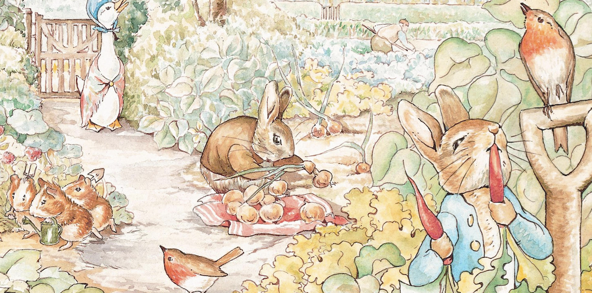 peter rabbit illustrations